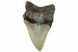 Bargain, Fossil Megalodon Tooth - Serrated Blade #295454-1